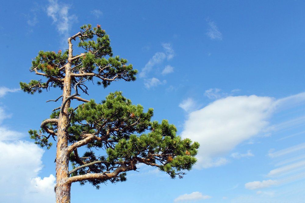 Баянаульская сосна