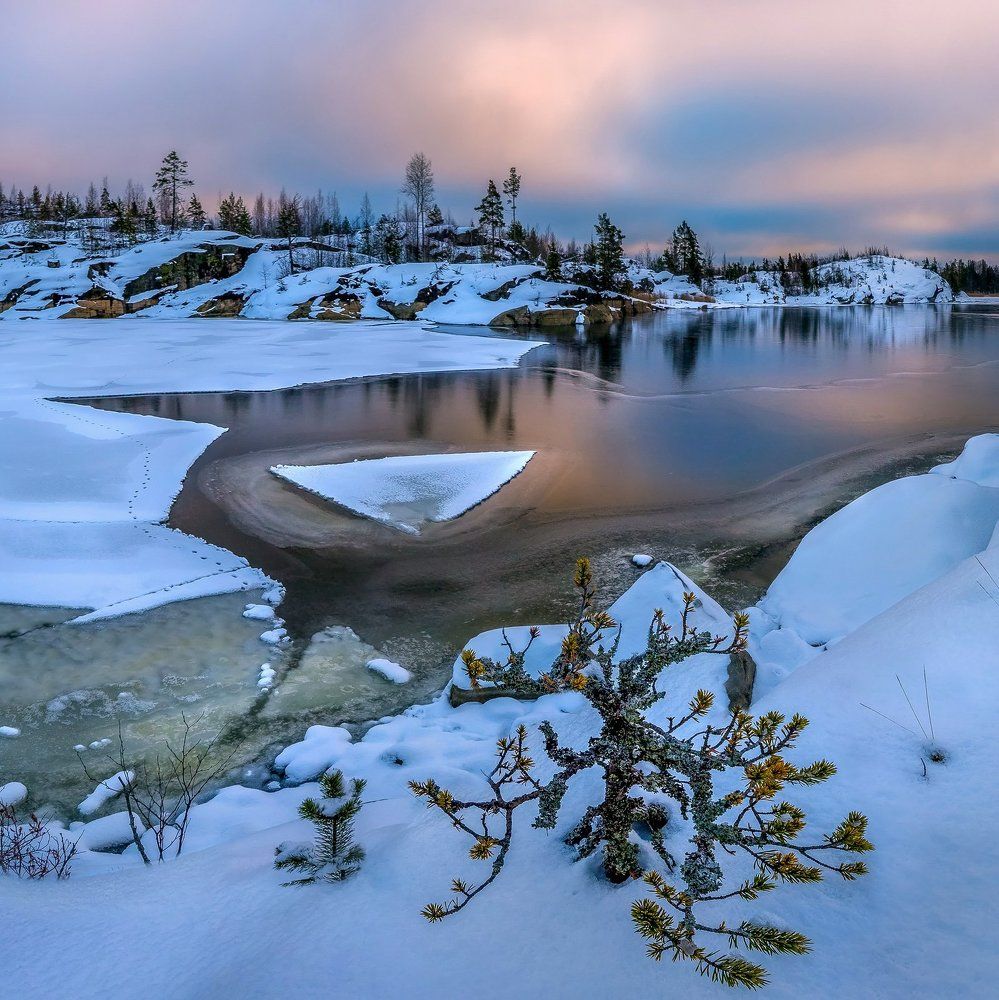 Льдина и карликовая сосна.