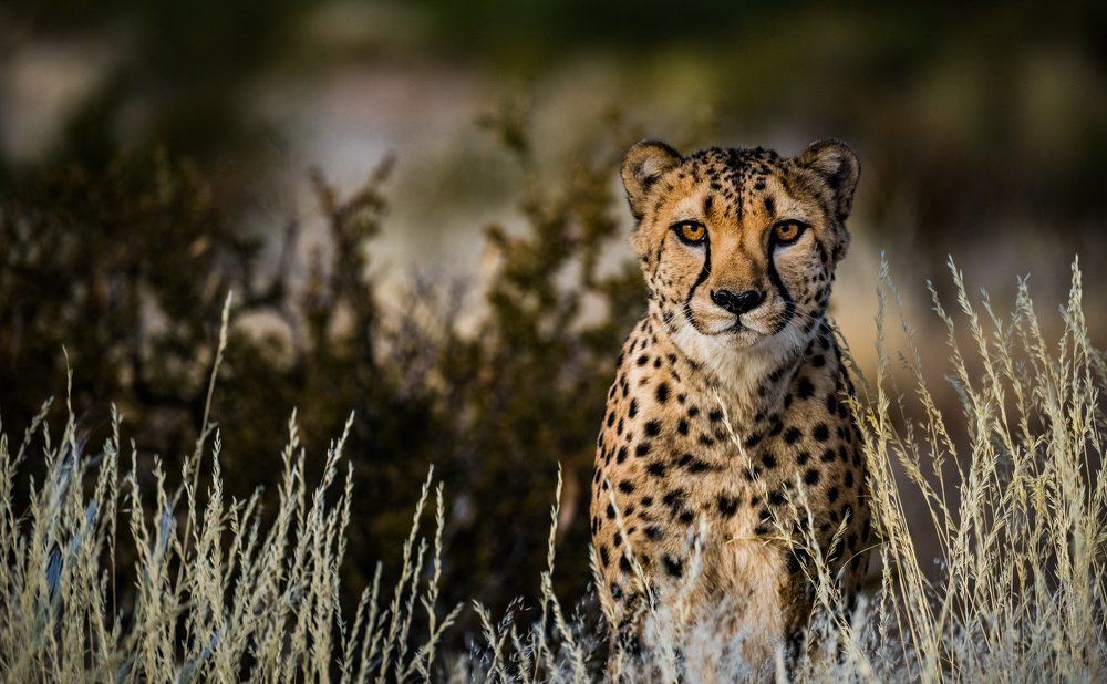 Один час из жизни дружелюбной кошки