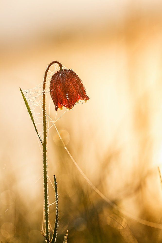 Утреннее ожерелье.