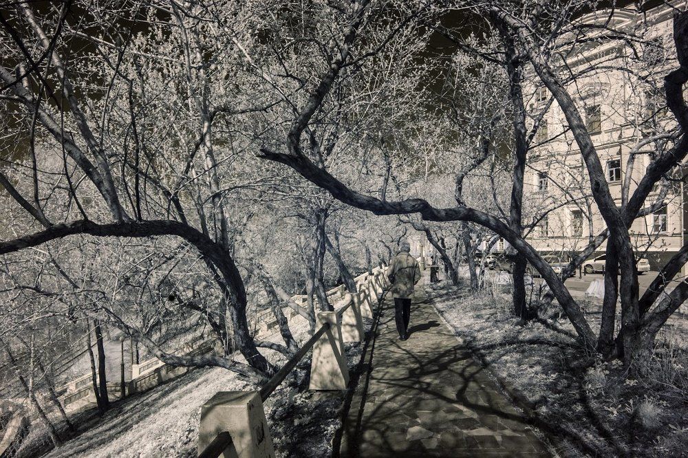 Весенняя аллея