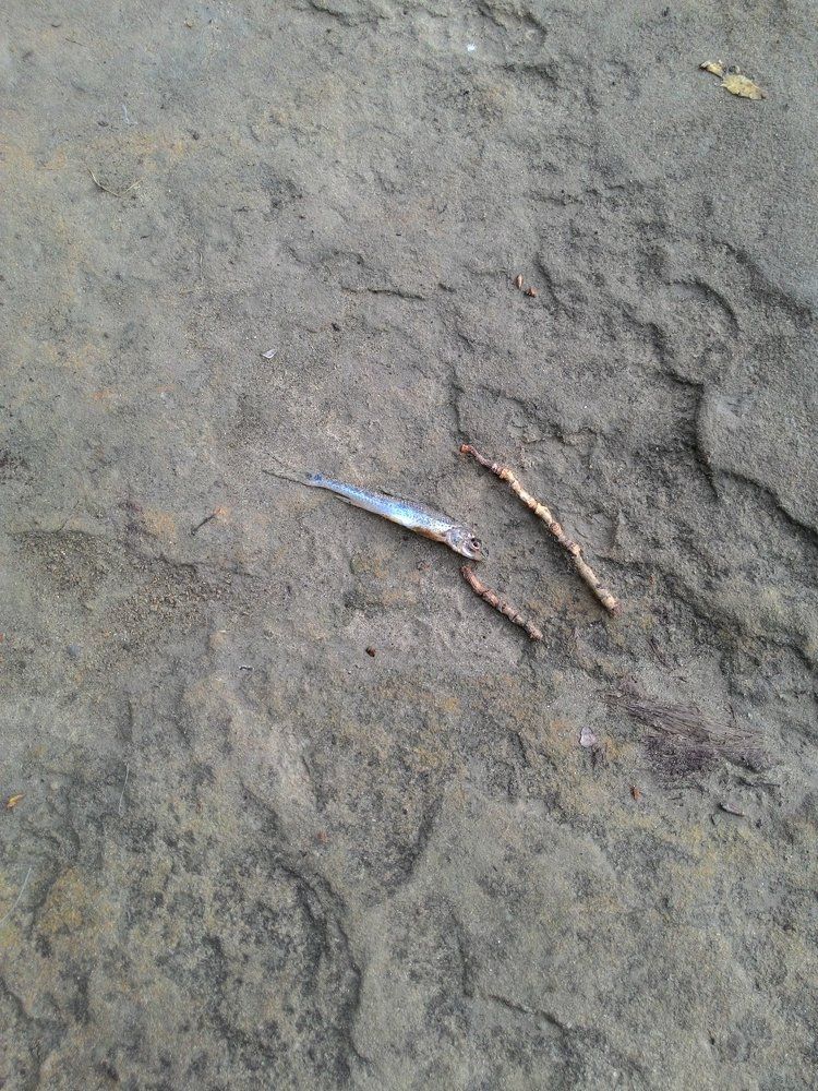 dead fish