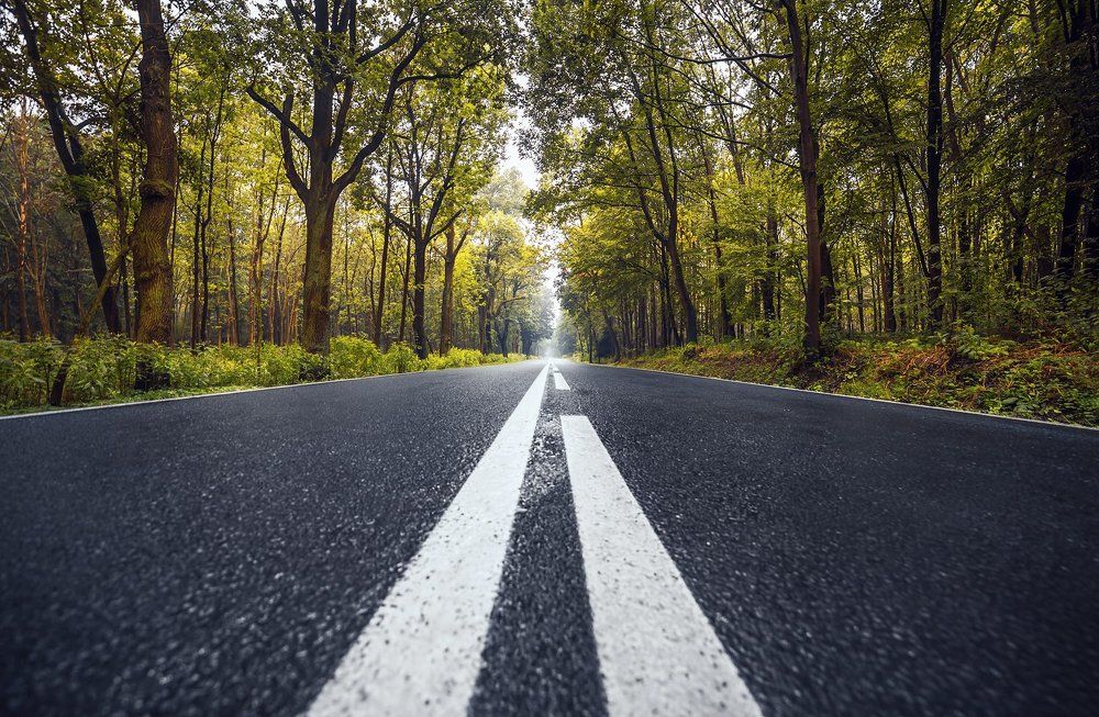 Road forest after rain