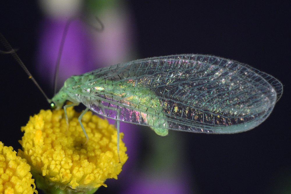 Перламутровая златоглазка