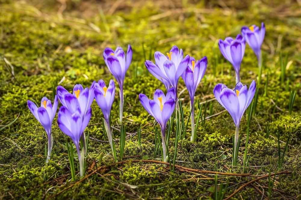 Spring crocuses