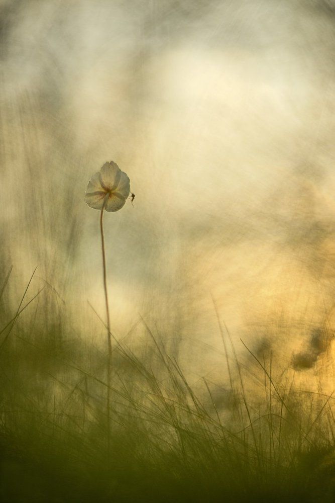 Провожая солнце