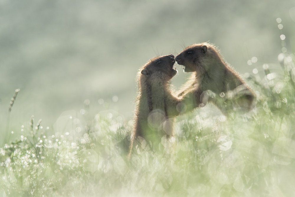 Утренние игры