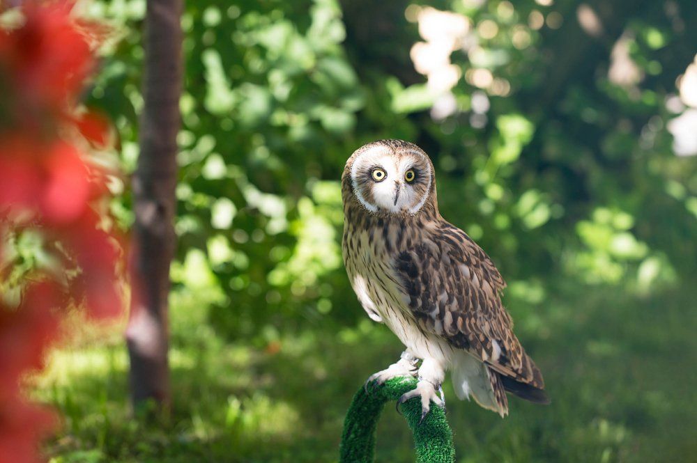 Болотная сова