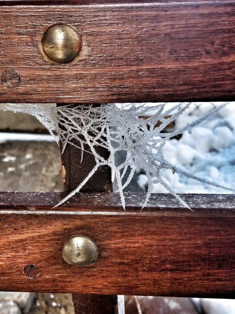 Frozen spider web