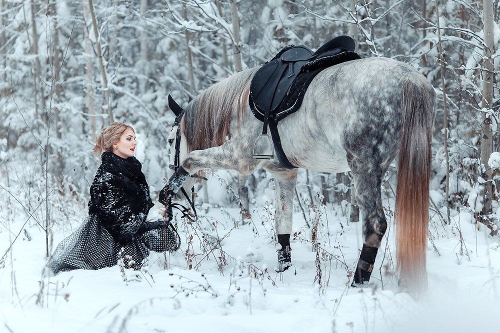 Мой верный конь - Гамбит красавец