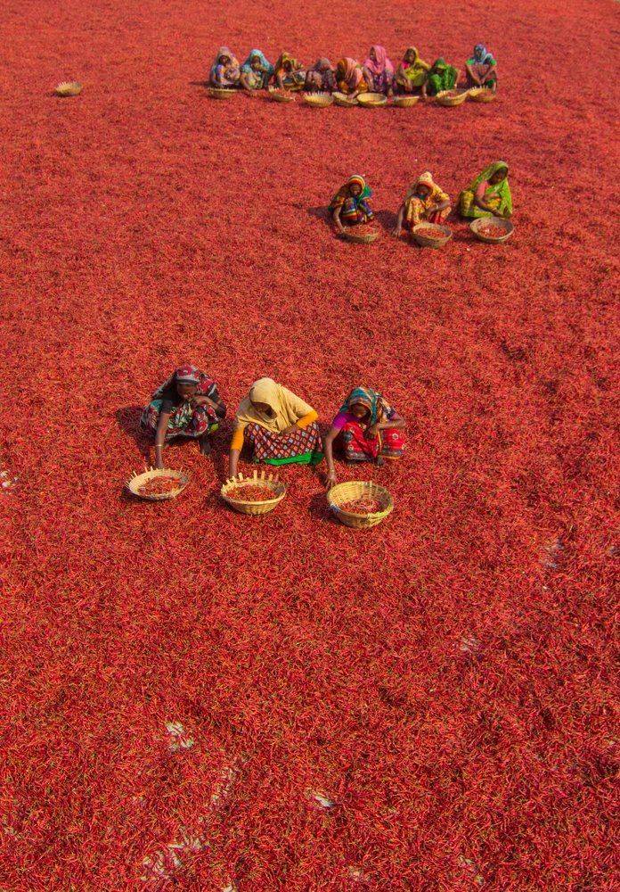 Red Chilli Worker