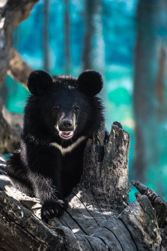 Голливудская улыбка