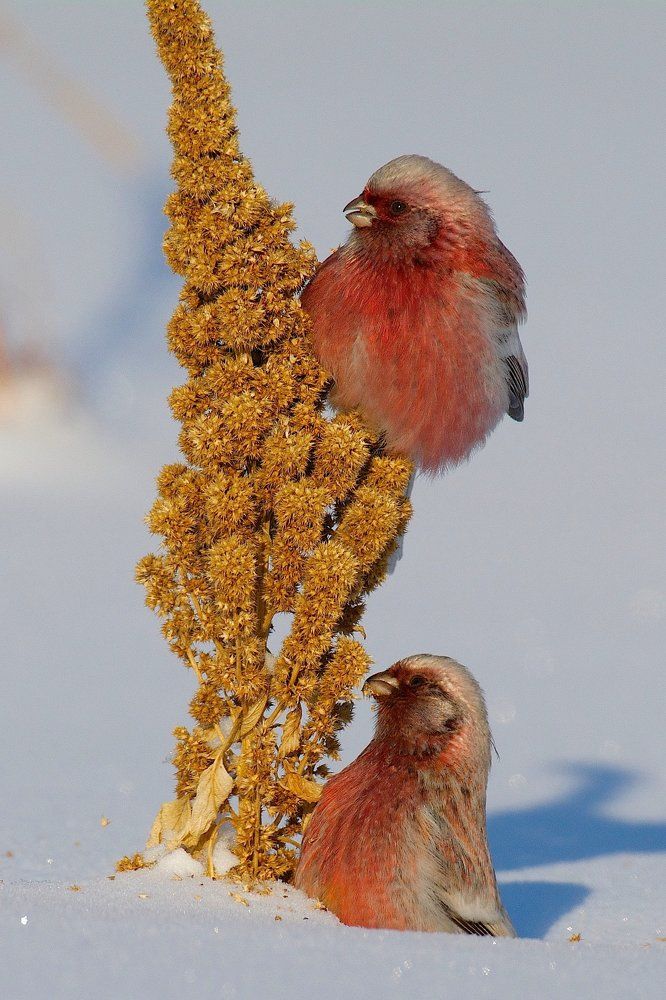 Сибирские попугаи.