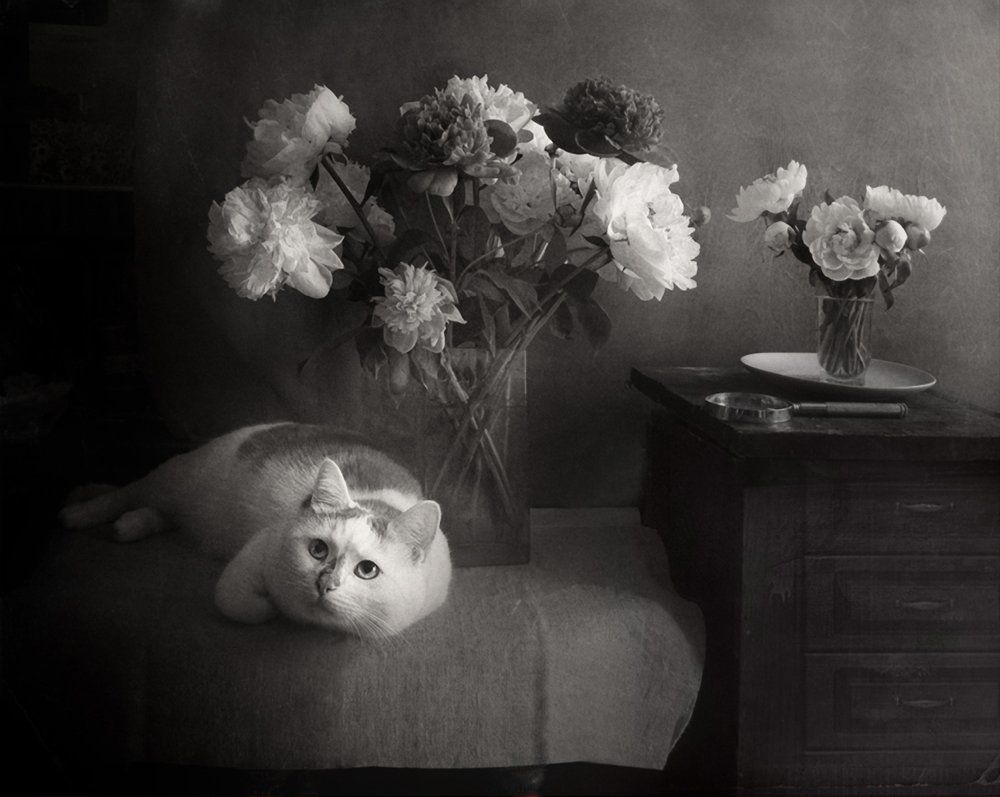 Не мешайте мечтать