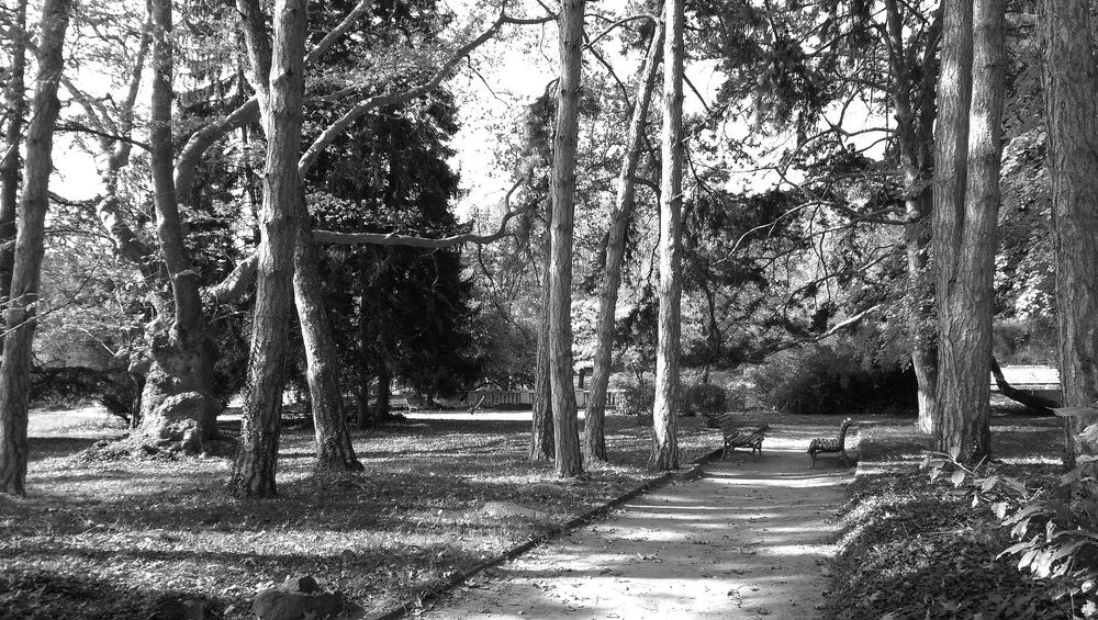 under the shade of plane trees