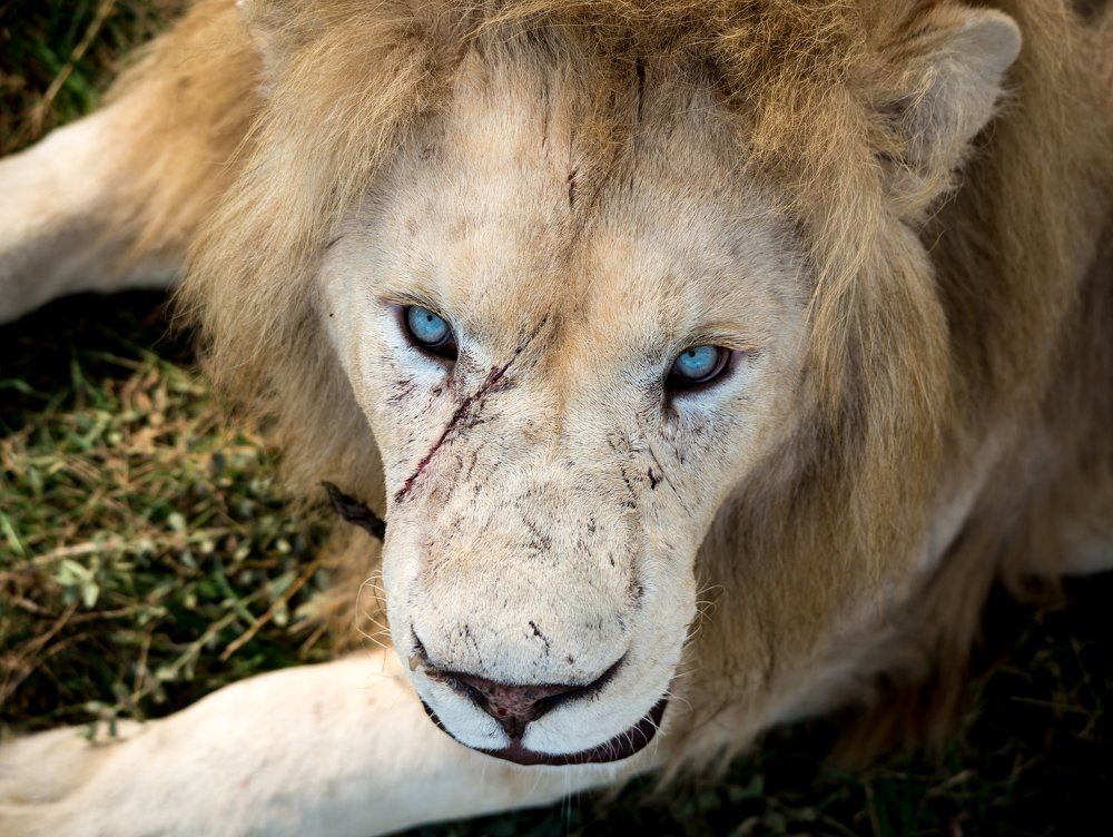 White lion
