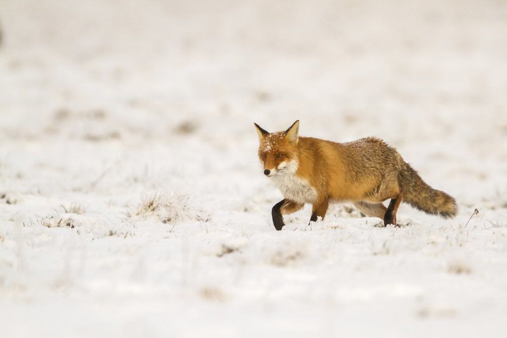 Winter fox