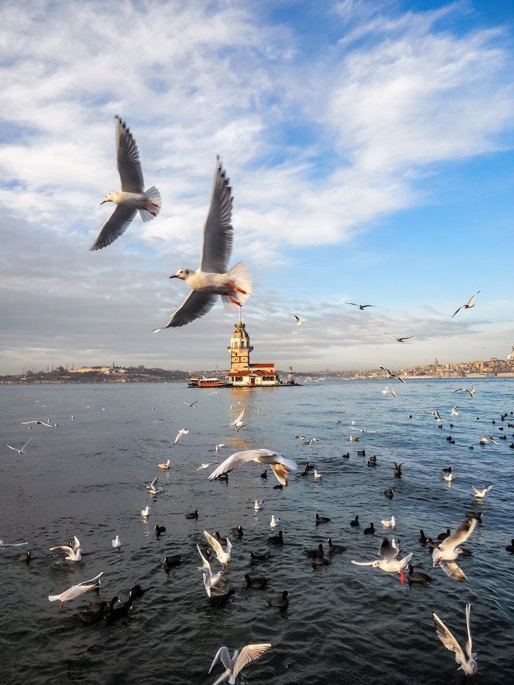 Seagulls of Istanbul
