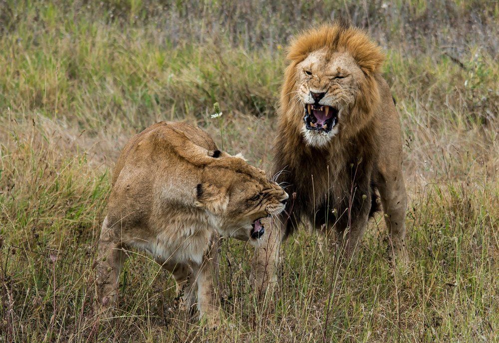Lions