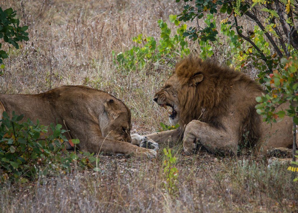 Lions