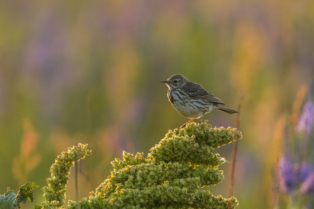 Sunset at the meadow.