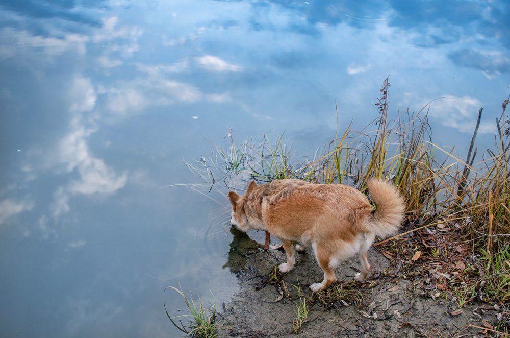 Выпить небо
