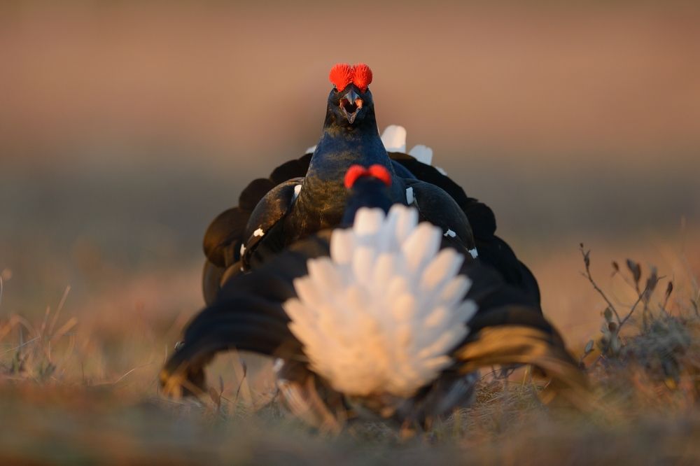 Противостояние.