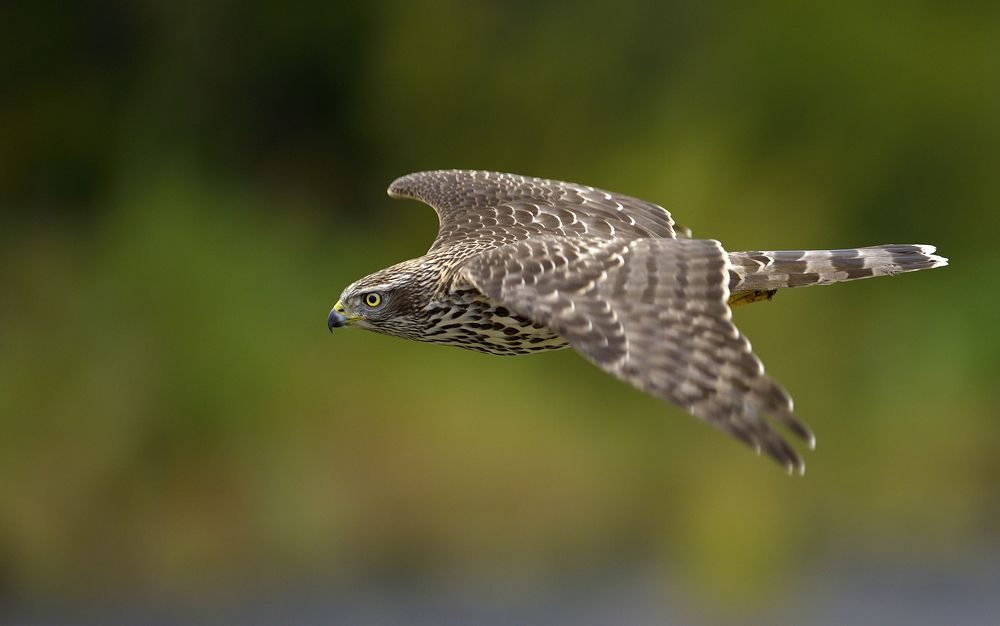 Тетеревятник.