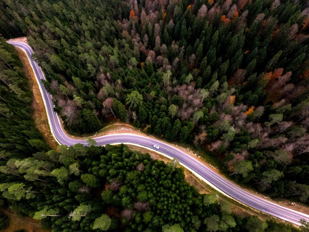 Forest Road