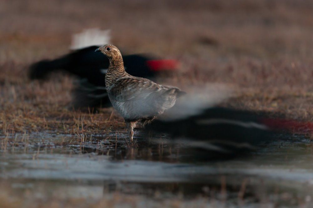 утренний бал