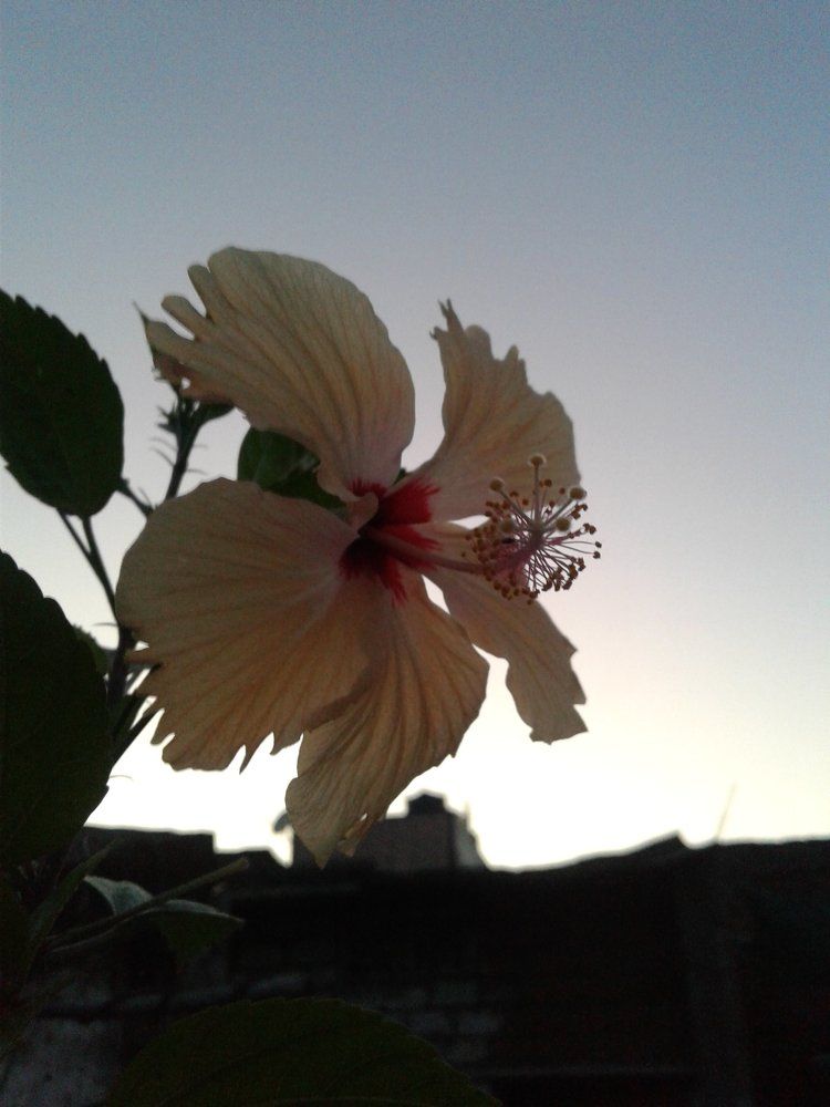 beauty of evening