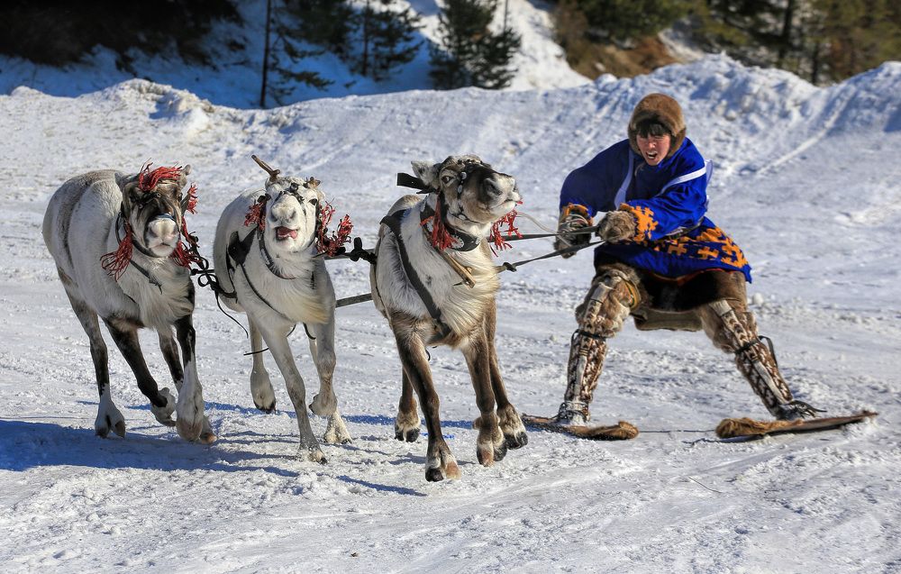 Соревнования оленеводов