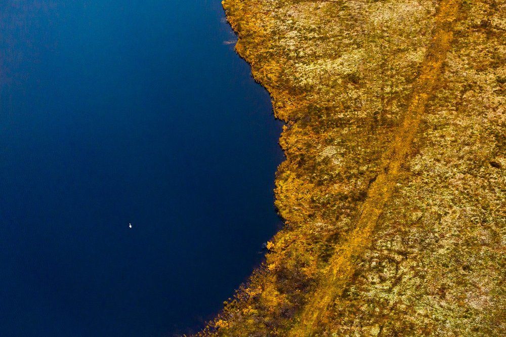 Одинокий птиц