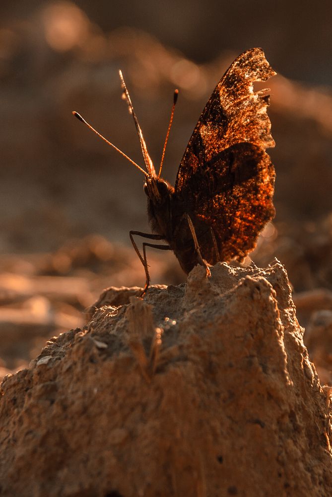 Одинокий Графф