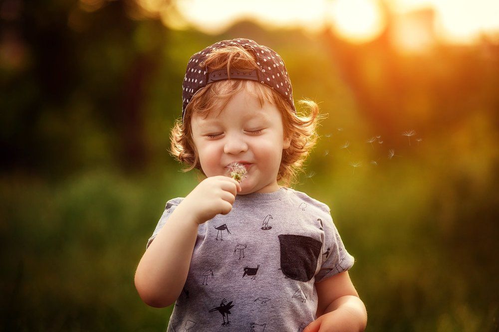 Летние одуванчики