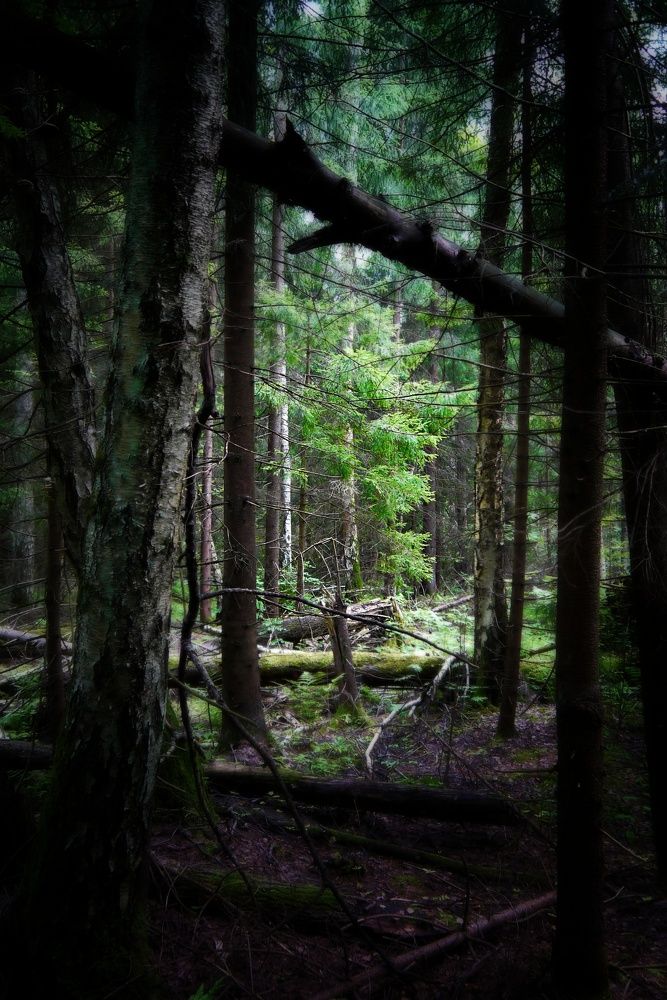 в гостях у Лешего