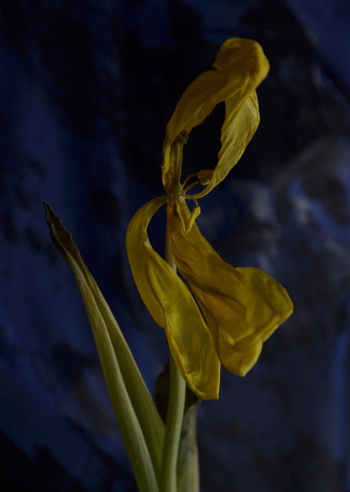 Photograph by Catherine du Pri