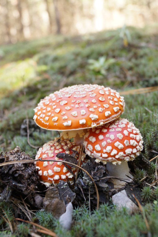 мои Мухоморы