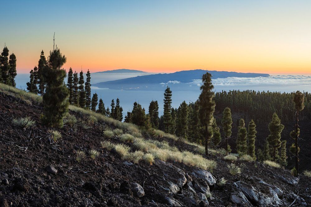 Канарские сосны на фоне заката