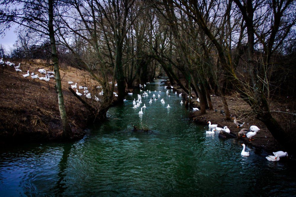 Гуси уходят...