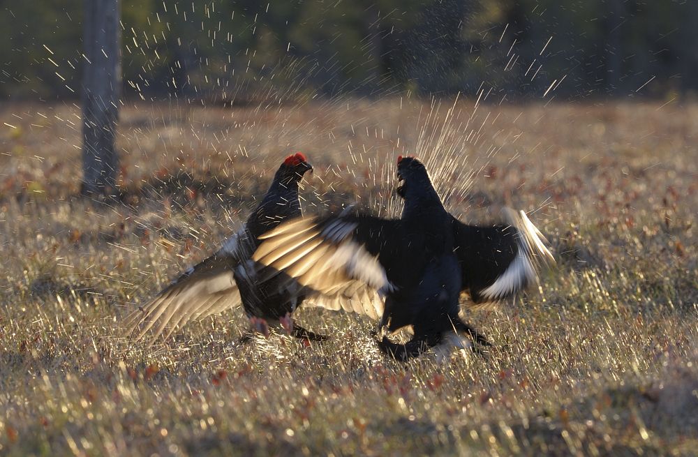 Битва тетеревов.