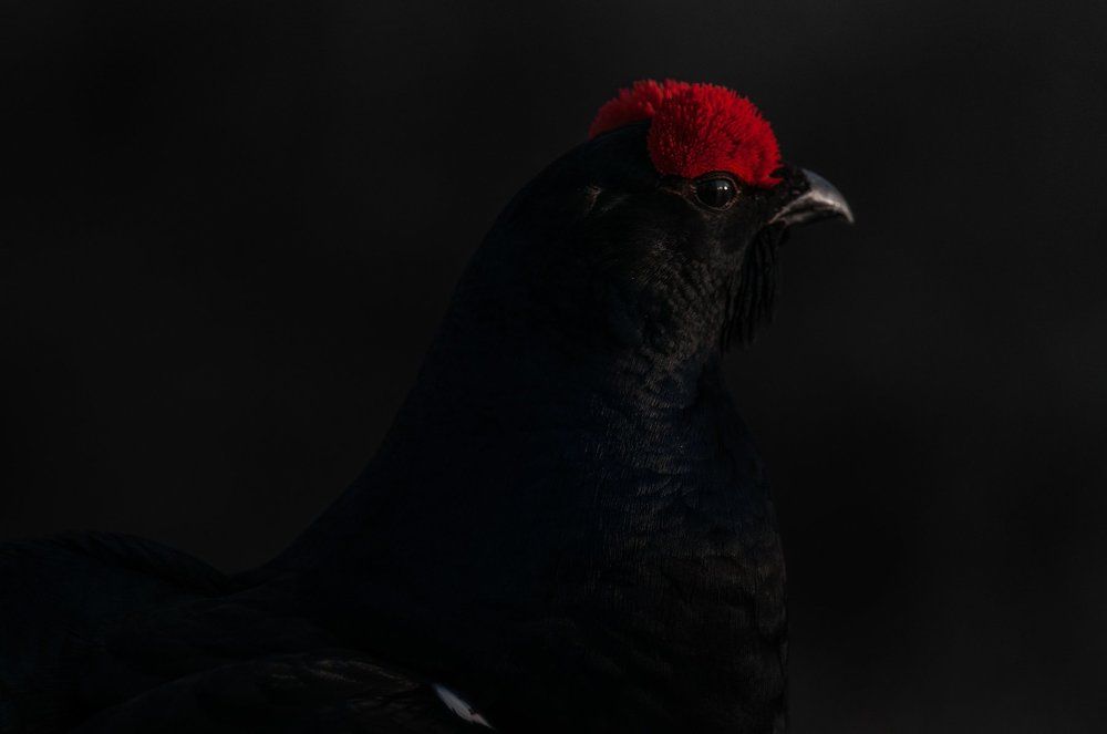 косач в черном