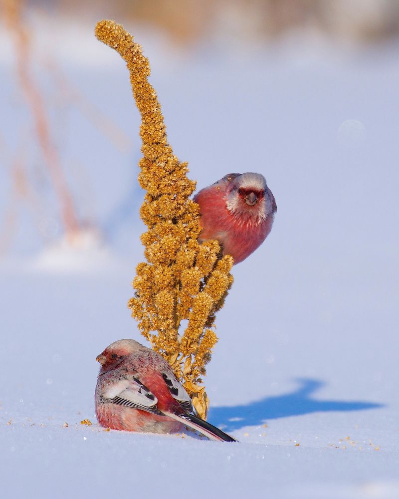 Сибирская зимняя экзотика.