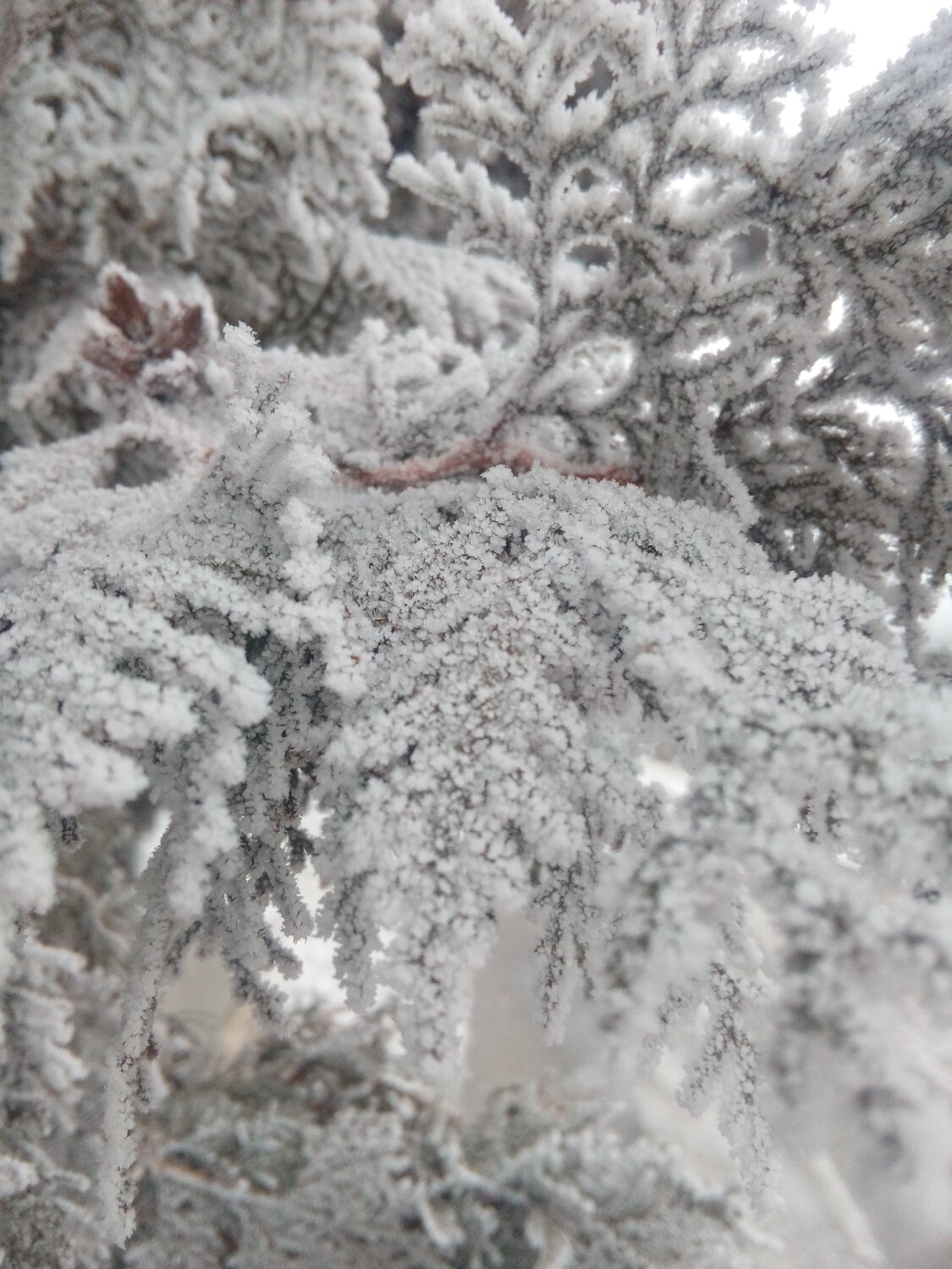 Снег