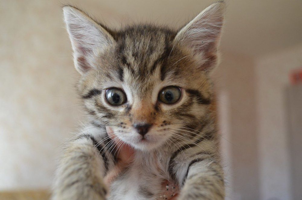 Котэ