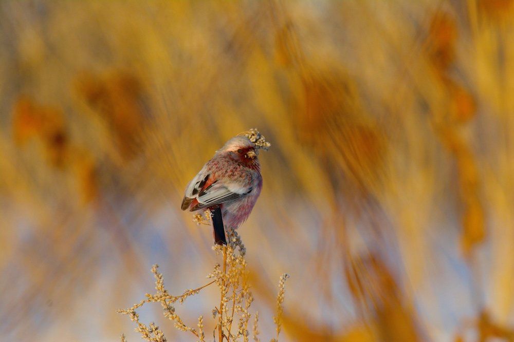 Золото Сибирской Зимы.