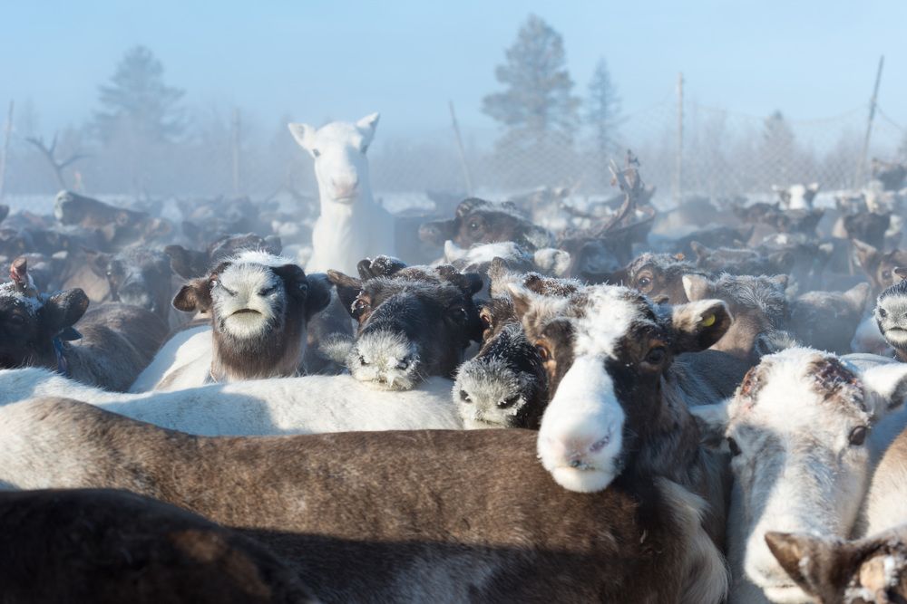 Зимний день оленевода: перегон стада северных оленей на новое пастбище
