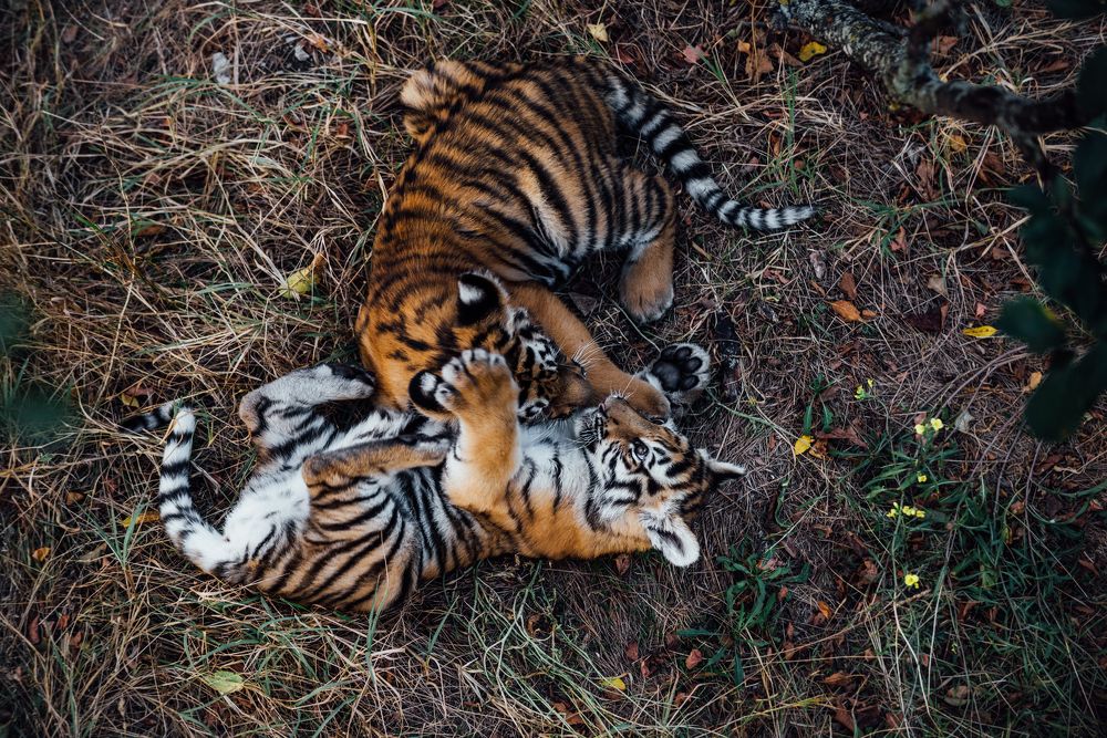 Утро Тигренка.