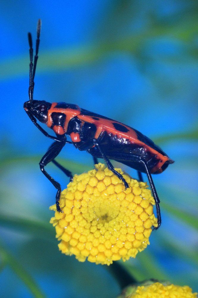 "Солдатик" на цветке пижмы