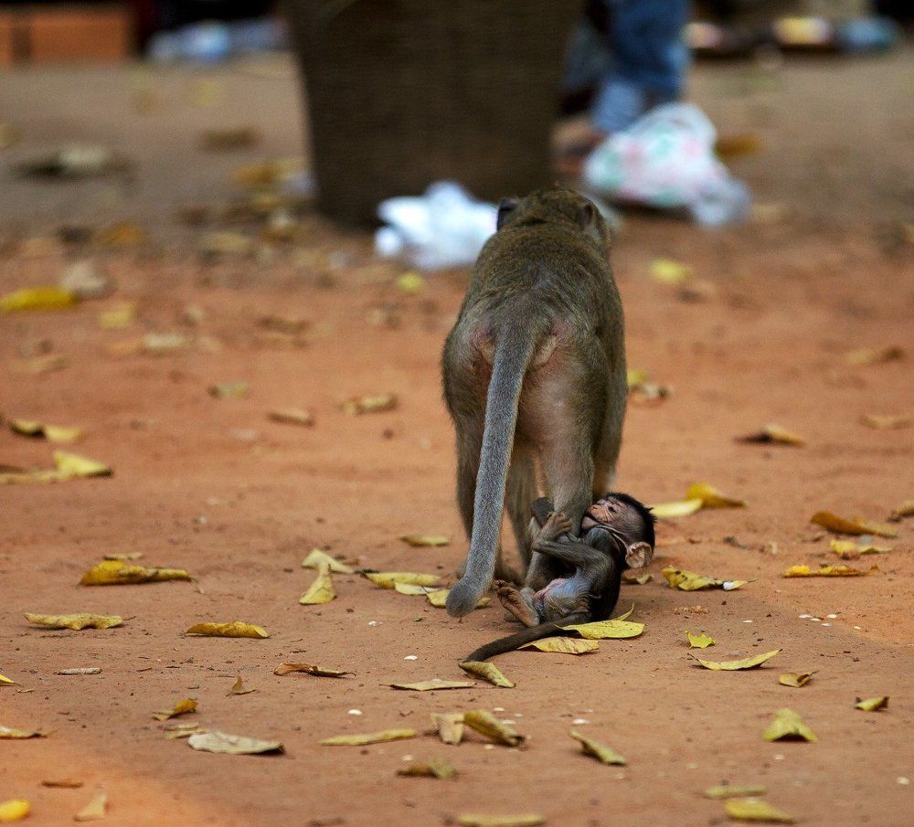 Мама, купи банан!